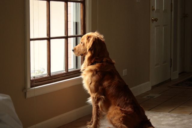 dog-staring-at-the-window