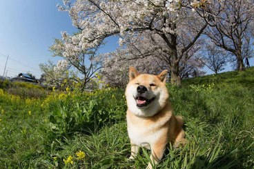 MARU-DOGE-4